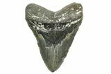 Huge, Fossil Megalodon Tooth - North Carolina #373109-1
